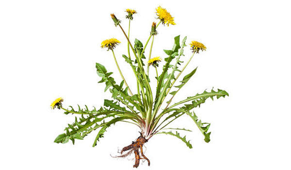 Diente De Leon Dandelion Loose Herbal Infusion Tea Value pack (90g) by Nuestra Salud sold by NS Herbs Co.