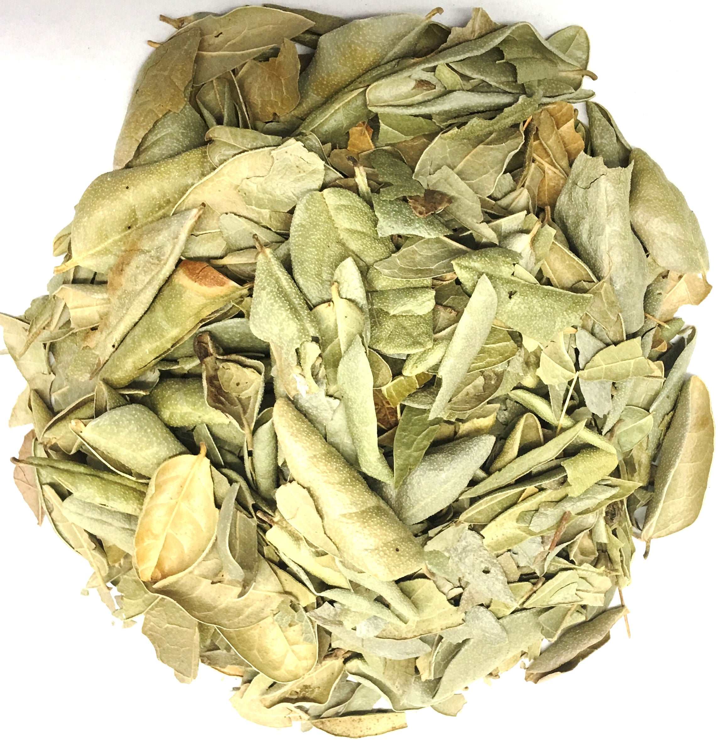 Boldo Tea Leaves Herbal Infusion Tea (90g) HQ Herb – NS Herbs Co.