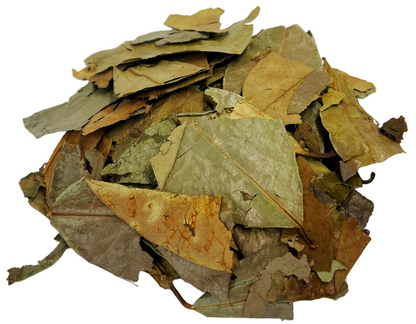 Soursop Leaves Tea - Herbal Tea - Value Pack (105g) Herb Boost Immune System - Hojas De Guanabana Nuestra Salud