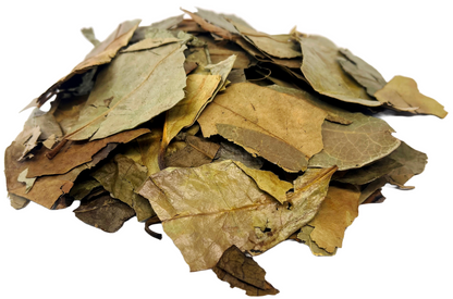 Soursop Leaves Tea - Herbal Tea - Value Pack (105g) Herb Boost Immune System - Hojas De Guanabana Nuestra Salud