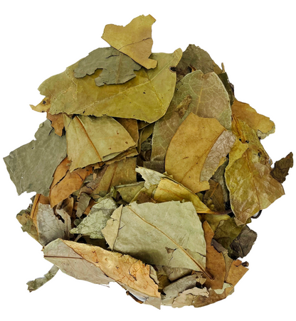 Soursop Leaves Tea - Herbal Tea - Value Pack (105g) Herb Boost Immune System - Hojas De Guanabana Nuestra Salud